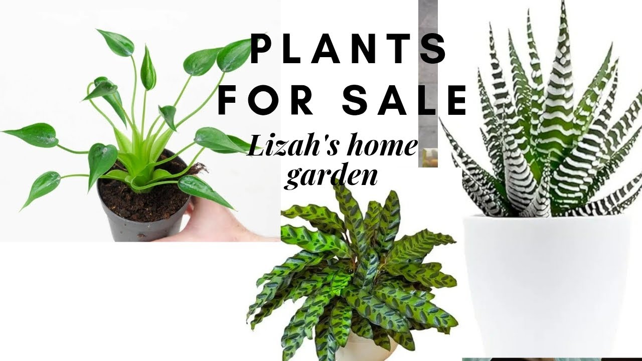 #youtube #garden #gardening #home #sale #plantlover #indoorplantnursery #indoorplants