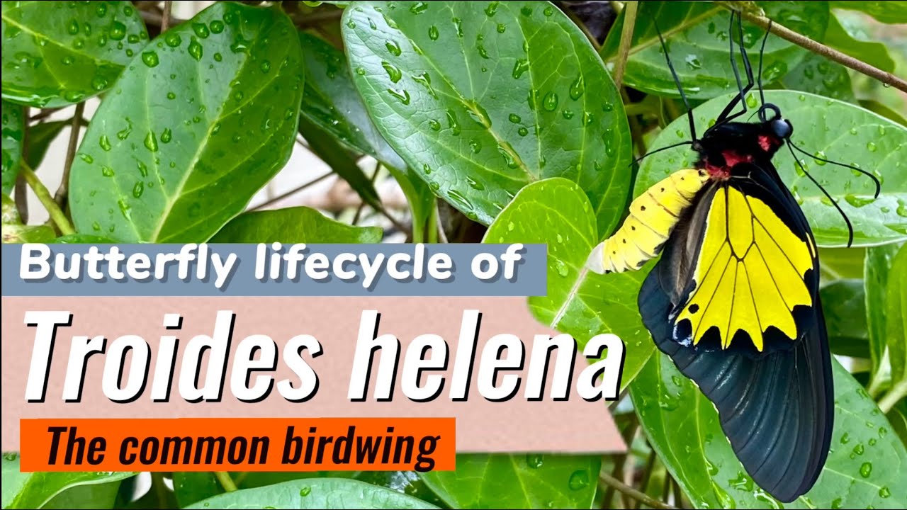 Butterfly lifecycle of Troides Helena ( common Birdwing ) #Troides #butterfly #nature #conservation