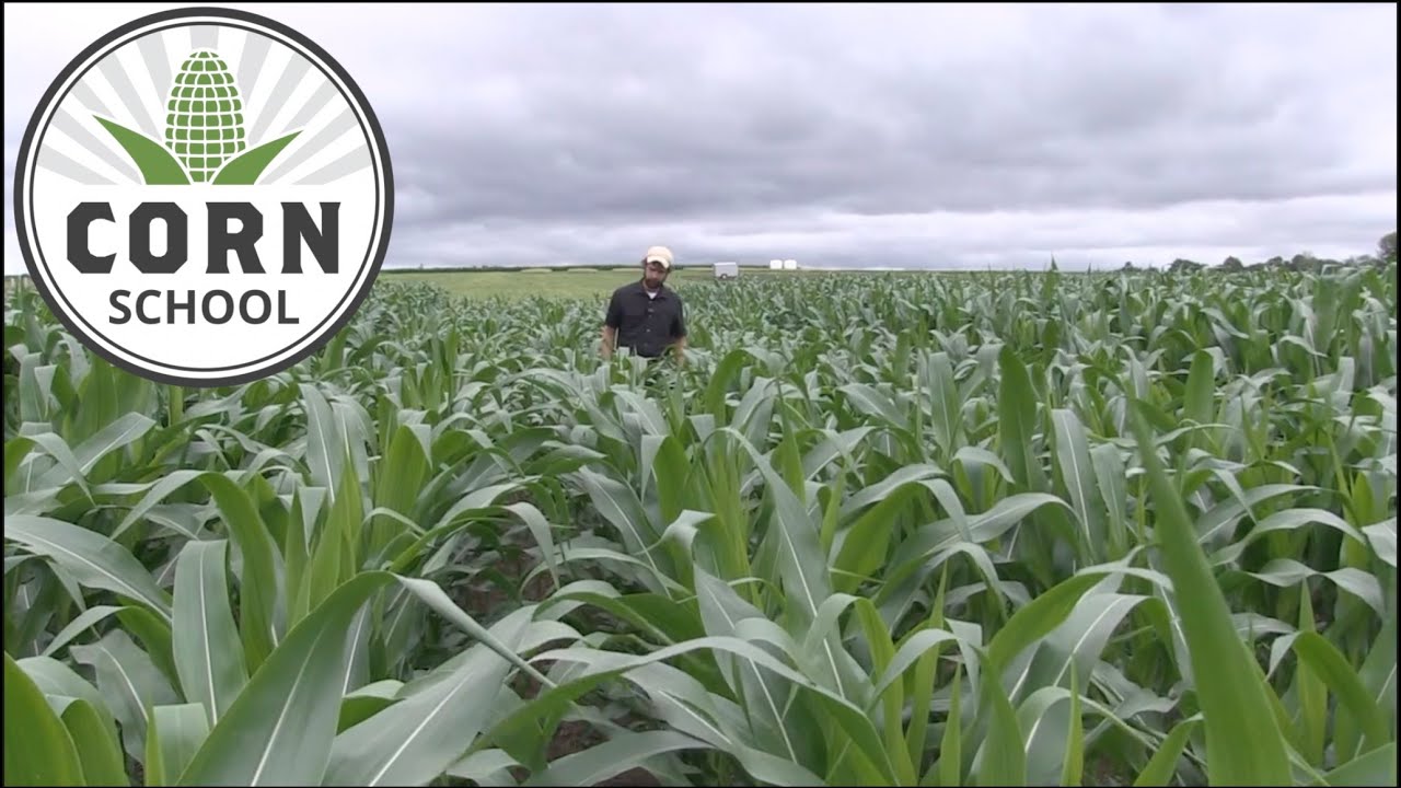 Corn School: Strip till fertility requires no-till mindset