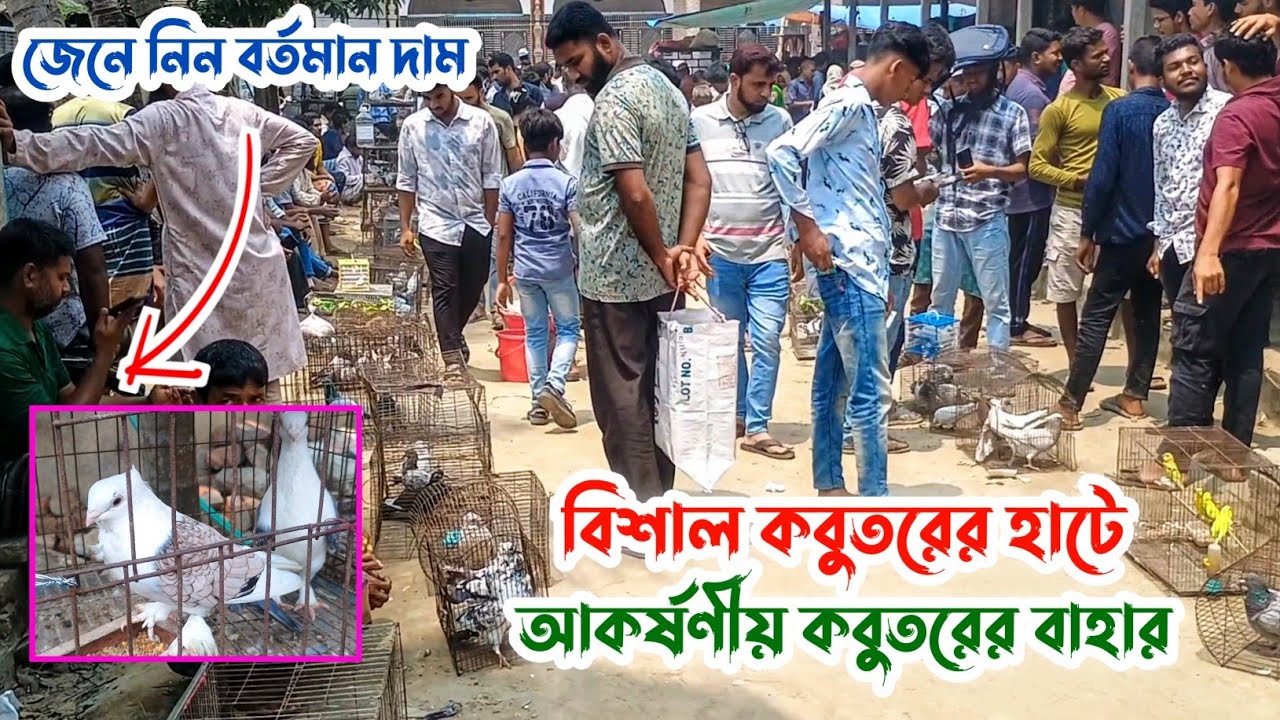 বিখ্যাত কালামপুর হাটে বিভিন্ন জাতের কবুতরের বর্তমান দাম 01/05/2025 | ধামরাই, ঢাকা।