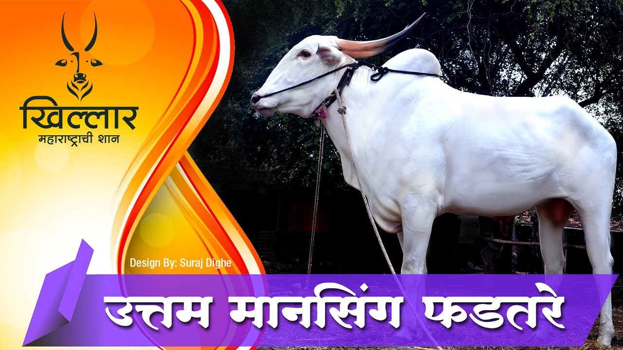 Khillar Maharashtrachi Shaan | गाजरी खिल्लार कसा असतो। स्वप्निल उत्तम मानसिंग फडतरे | 2019 । भाग १