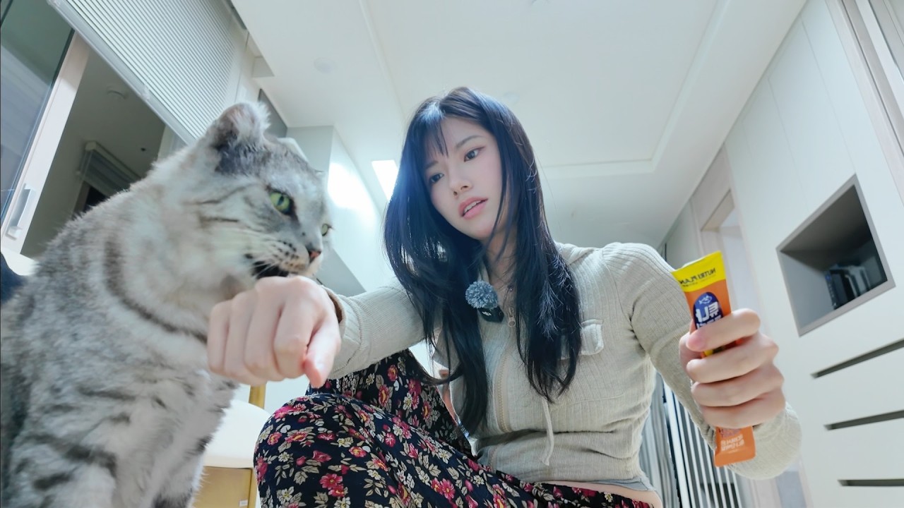 24시간 집사 체험 캐스트하우스 고양이와 속박하는 숙소