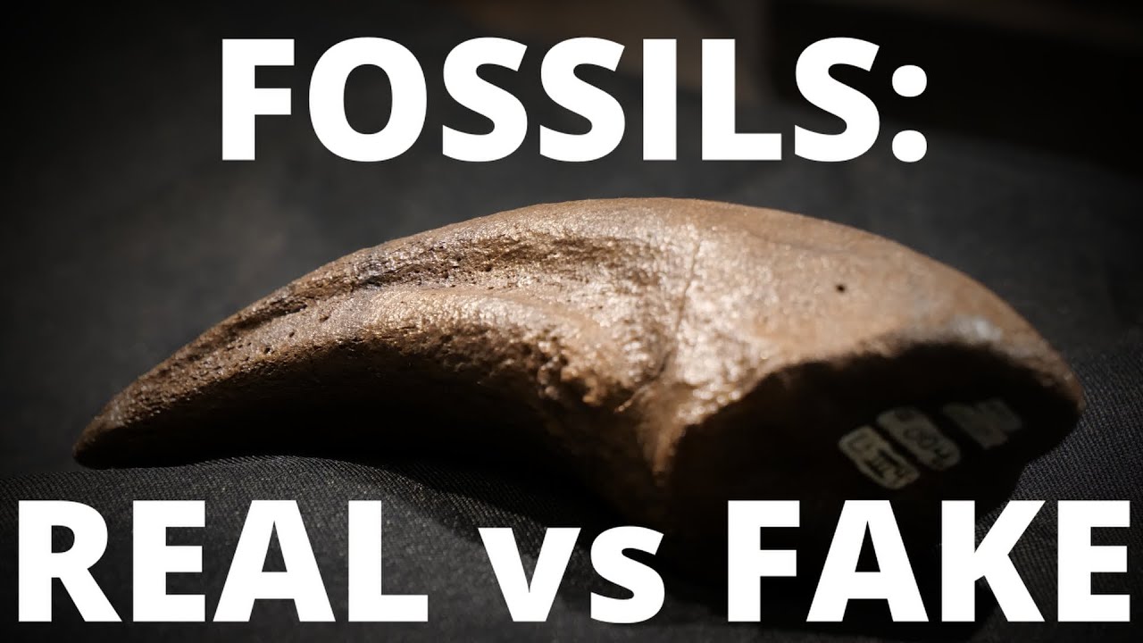 How to tell if a fossil is real or 