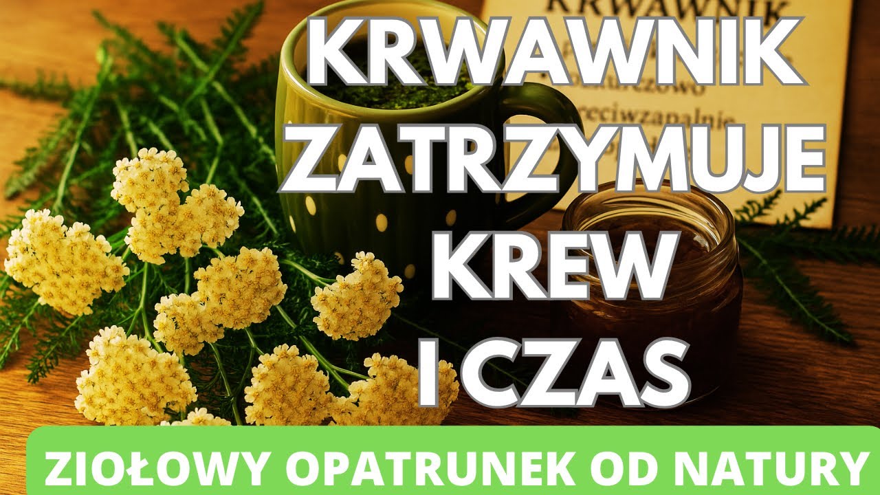 Krwawnik. Zatrzymuje krew i czas. Ziołowy opatrunek od natury.