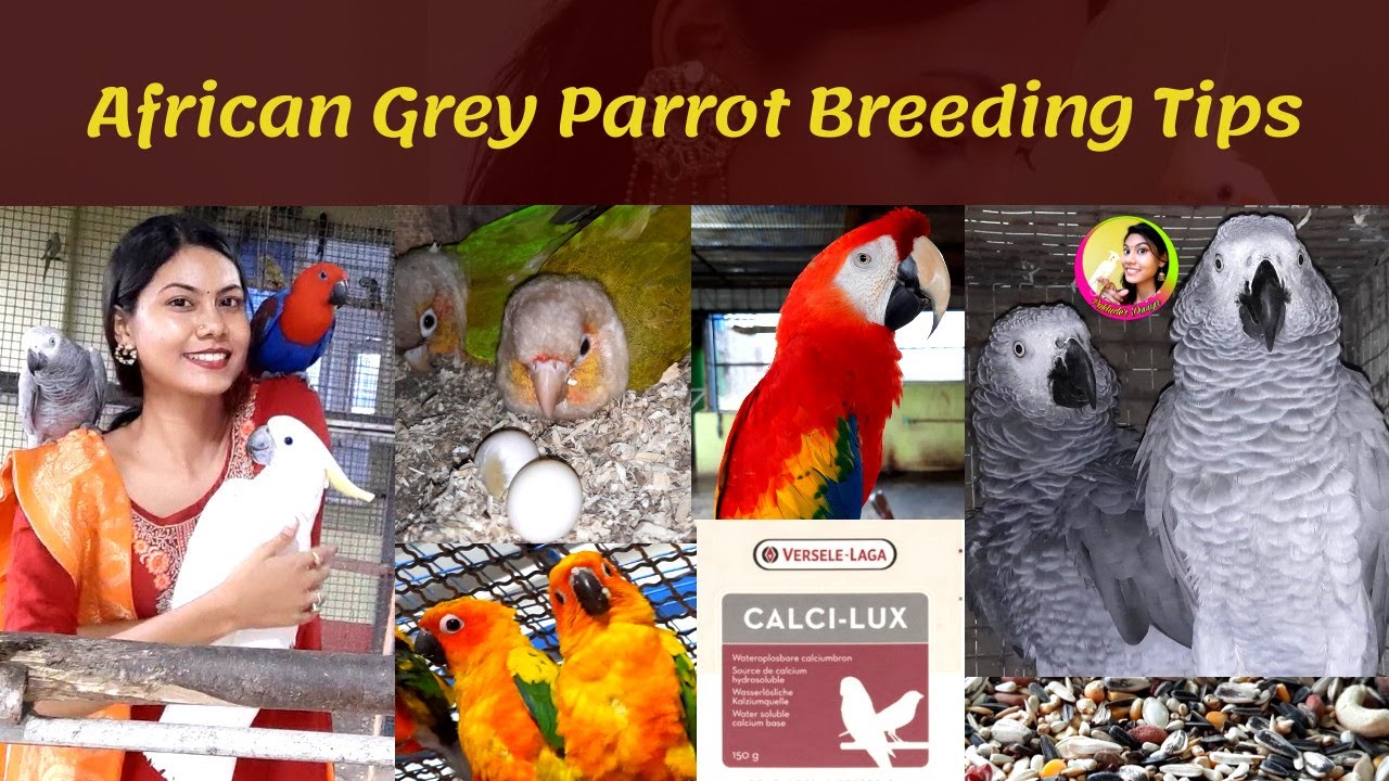 African Grey Parrot Breeding Tips|| Food,Vitamin,Calcium For Macaw, Grey,Cockatoo Bird || Part 2