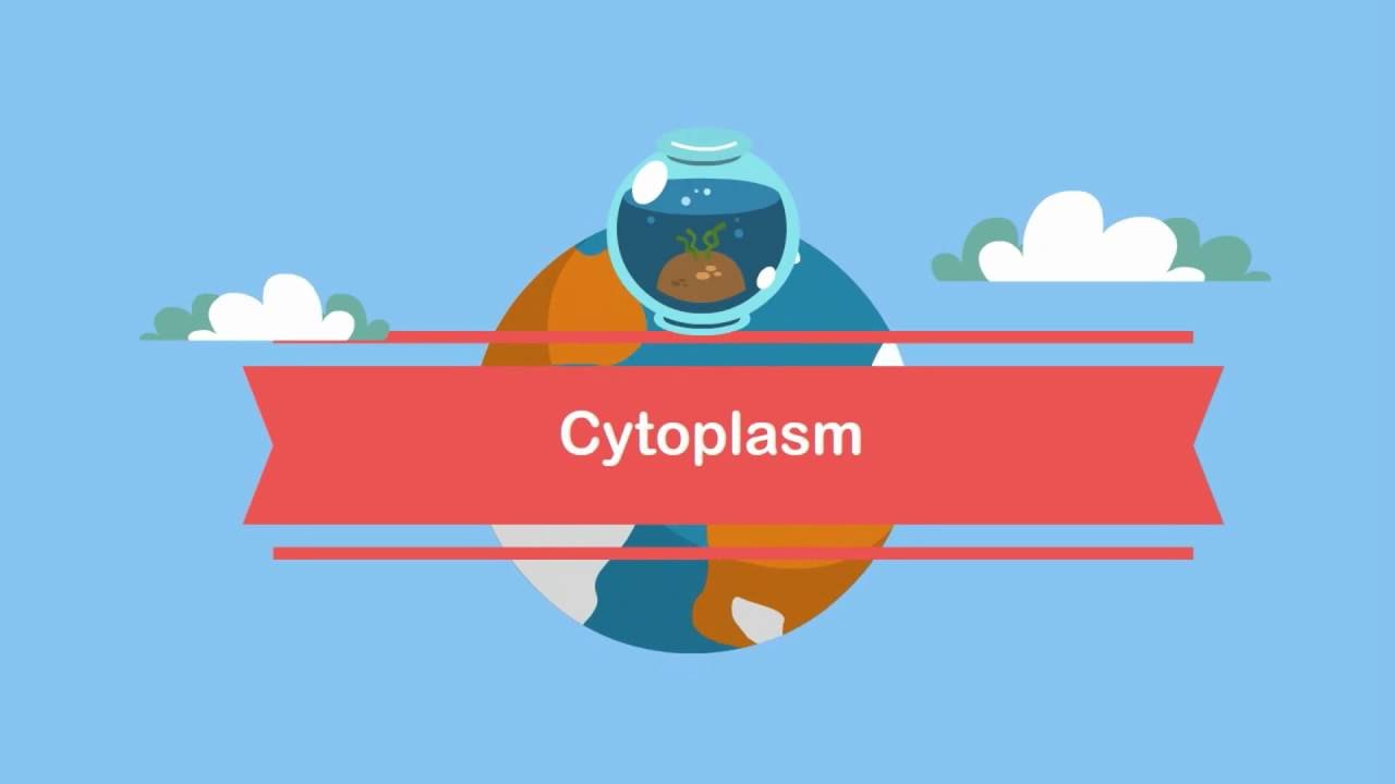 Function Cytoplasm
