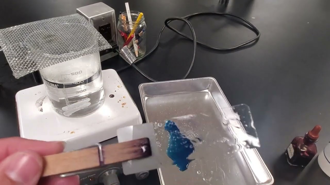 Microbiology Endospore Stain Technique