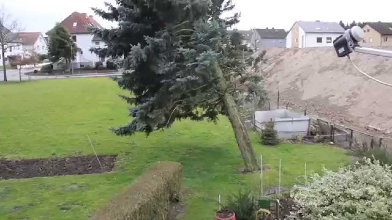 Baum fällt nur durch starken Seitenwind