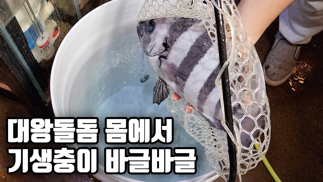 민물욕을 했더니 돌돔의 몸에서 기생충이 무더기로 나왔네요 ㄷㄷㄷ (ep02. 우리나라 바다만들기)