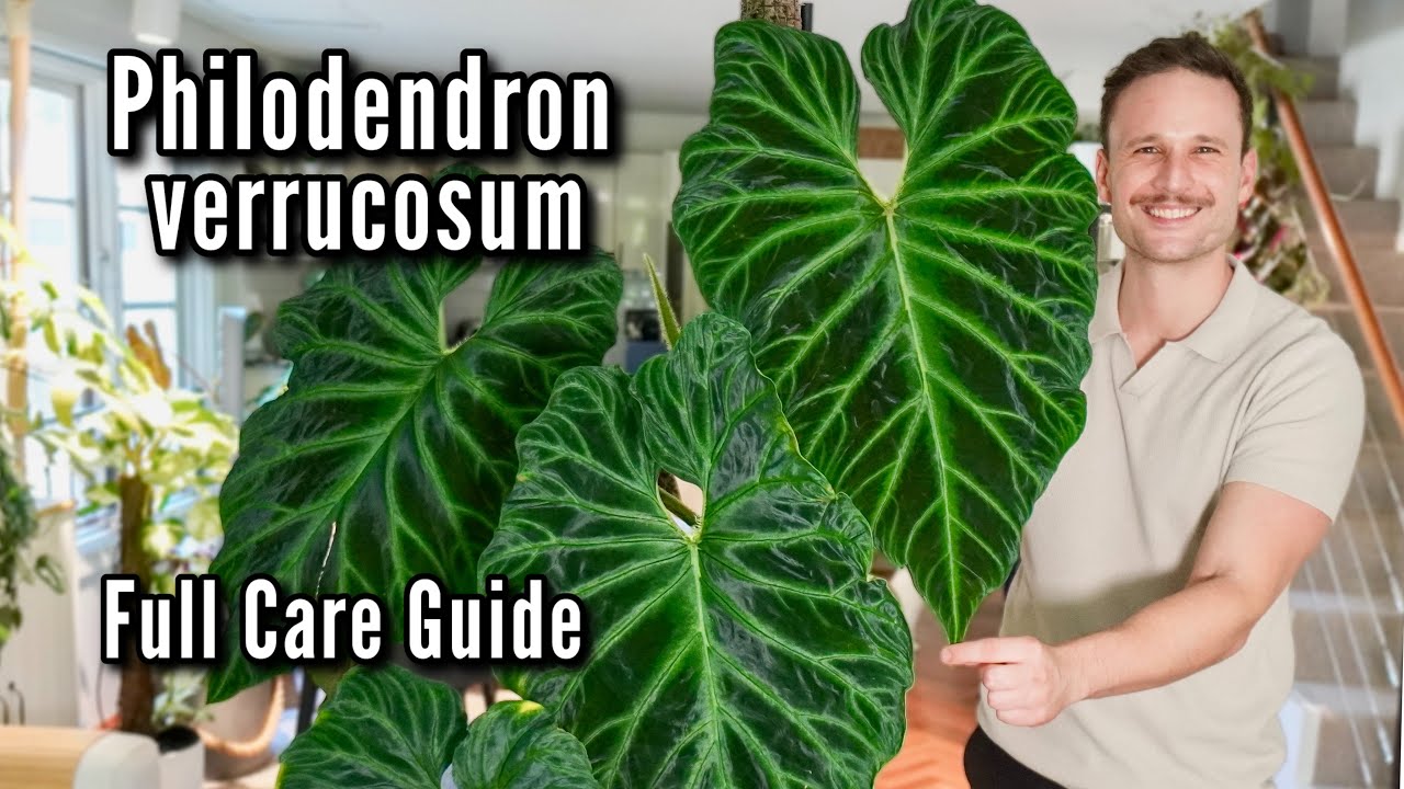 Full Plant Care Guide: Philodendron verrucosum