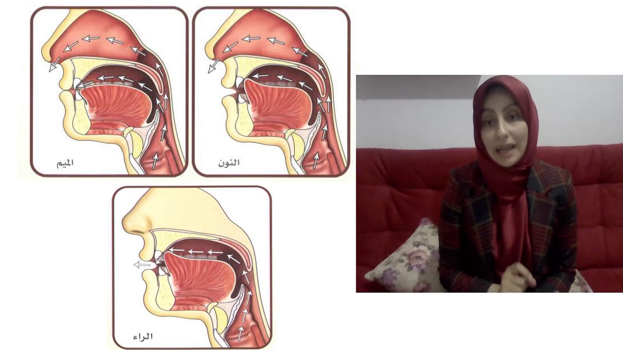 11. كيف يعمل جهاز النطق؟ (2. الحنك الرخو وأثره على اتجاه خروج هواء الزفير)