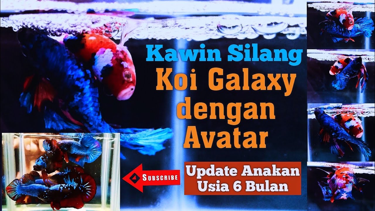 Update Anakan Usia 6 Bulan || Koi Galaxy x Avatar