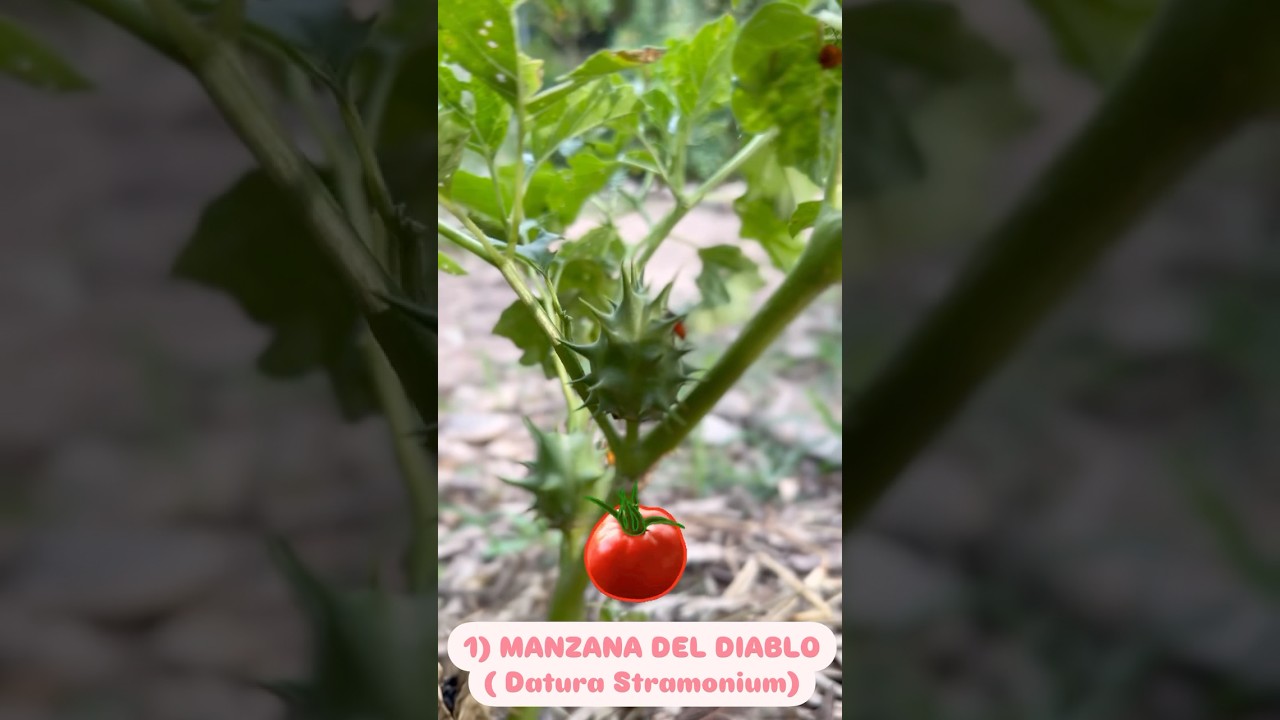 3 Malezas que ARRUINAN tu Jard&iacute;n! Debes Quitarlas! 🌿