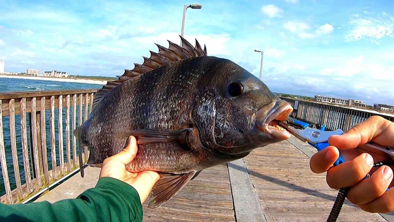 Pier Fishing for Monster Sheepshead (New PB)
