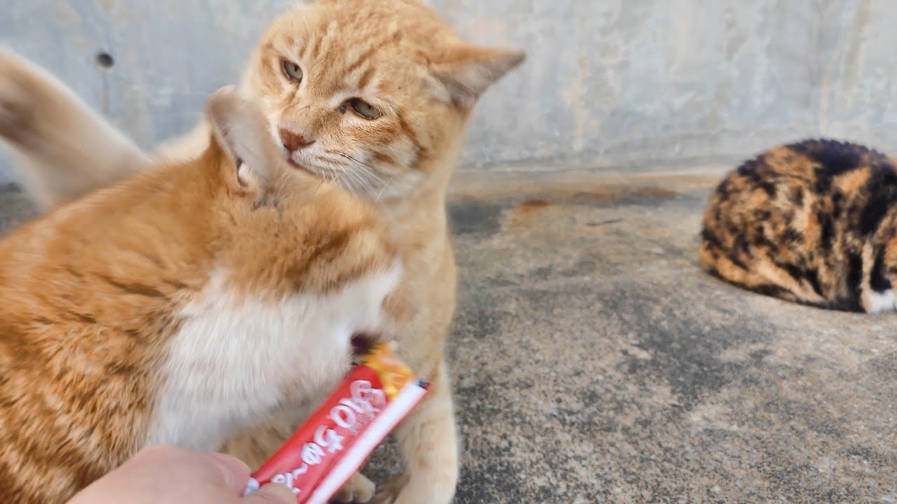 猫さんマジでキレる5秒前
