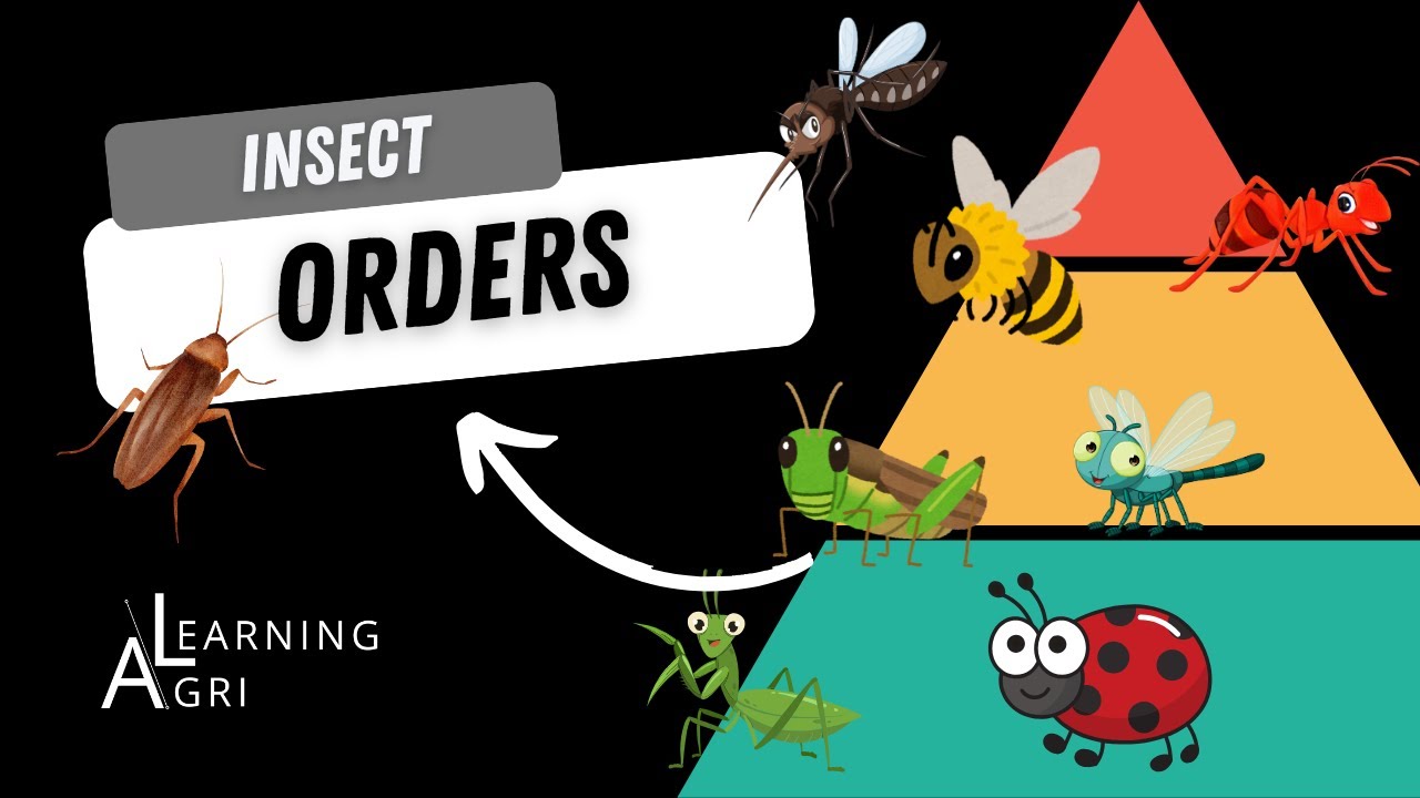 Overview of Insect Orders
