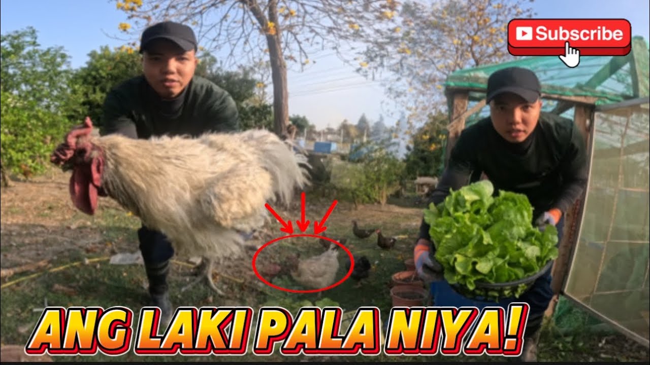 BACKYARD GARDENING || INILIPAT NA NAMIN ANG KANILANG BAHAY ITLOGAN!