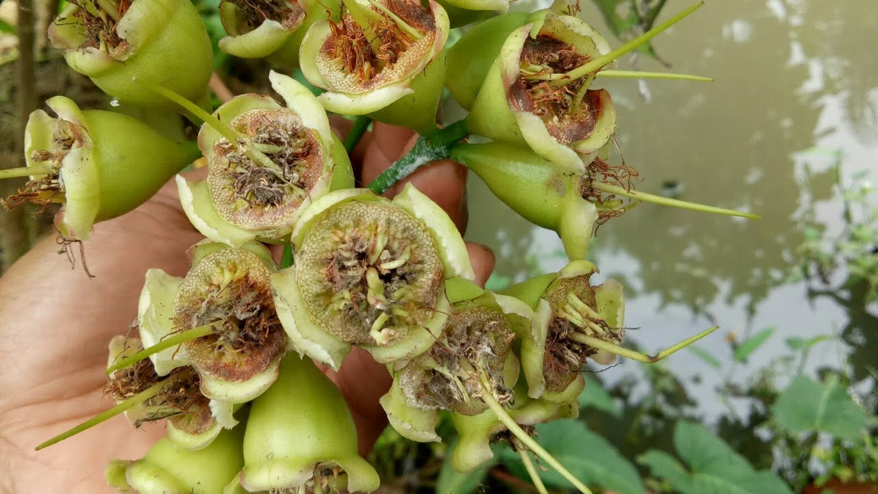 Cara merawat calon buah jambu air dalhari
