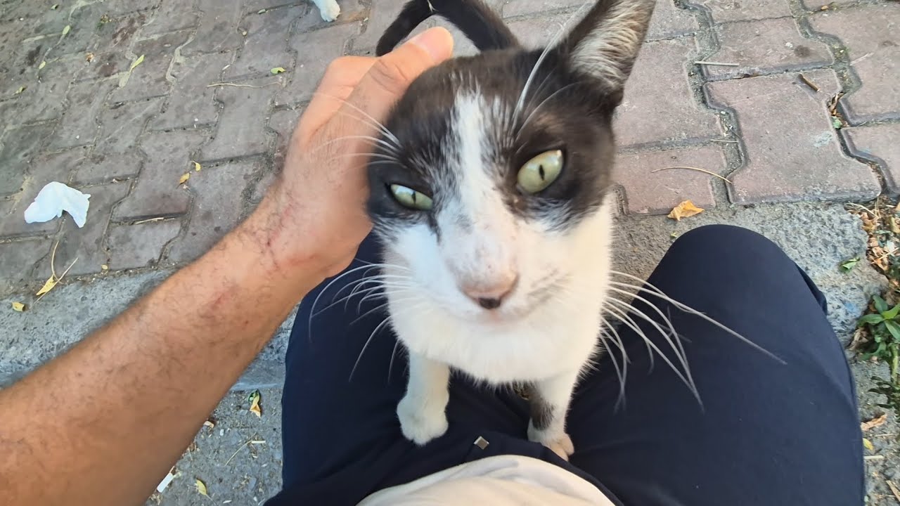 You've never seen such a friendly tuxedo cat before.