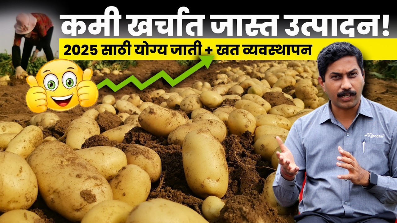💡 बटाटा लागवड कशी करावी? | Batata Sheti Marathi | Potato Farming | AgroStar