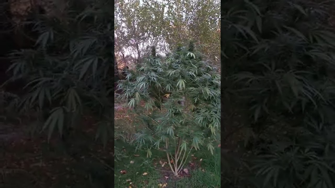 Massive colas stacked with buds!
