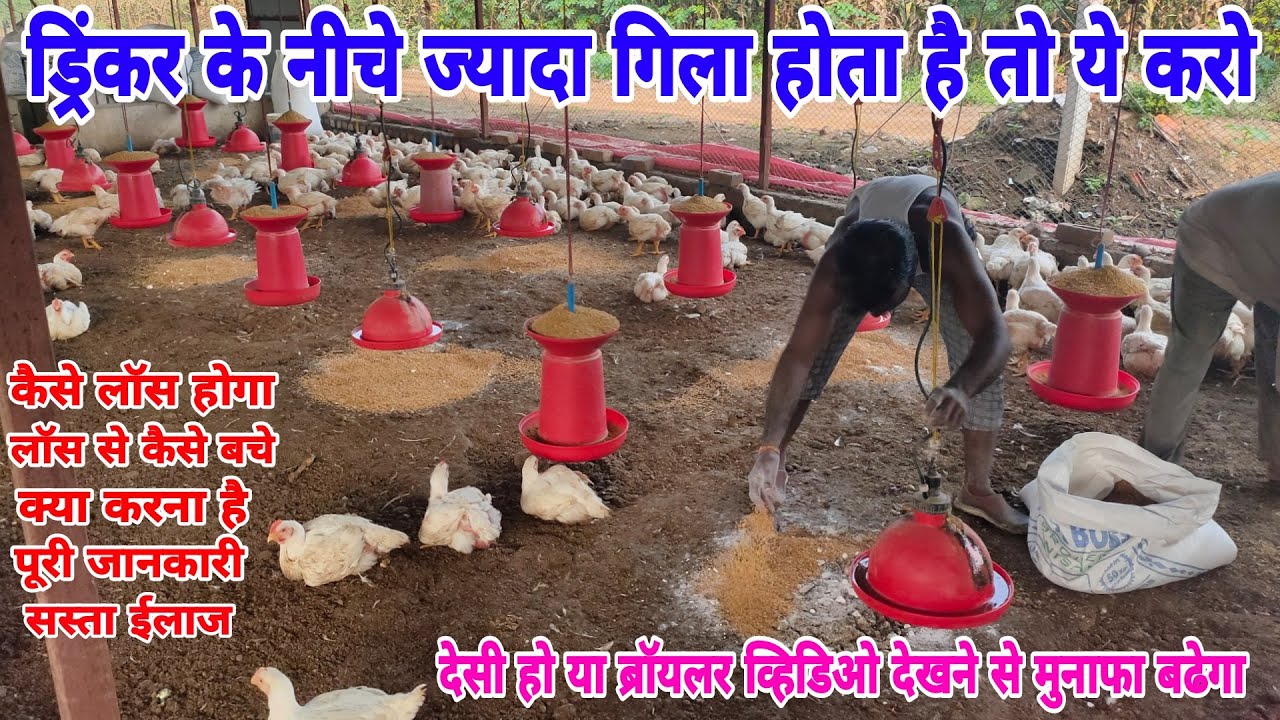 ड्रिंकर के नीचे गिला होने से कैसे बचे | poultry drinker management