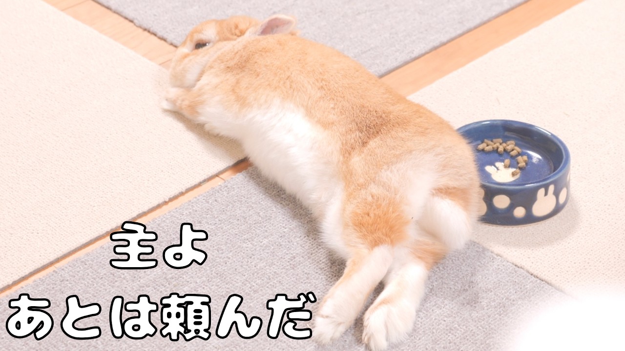 飼い主が休日とわかると食事の途中で寝始めて自宅警備をやめてしまうウサギ【No.1873】