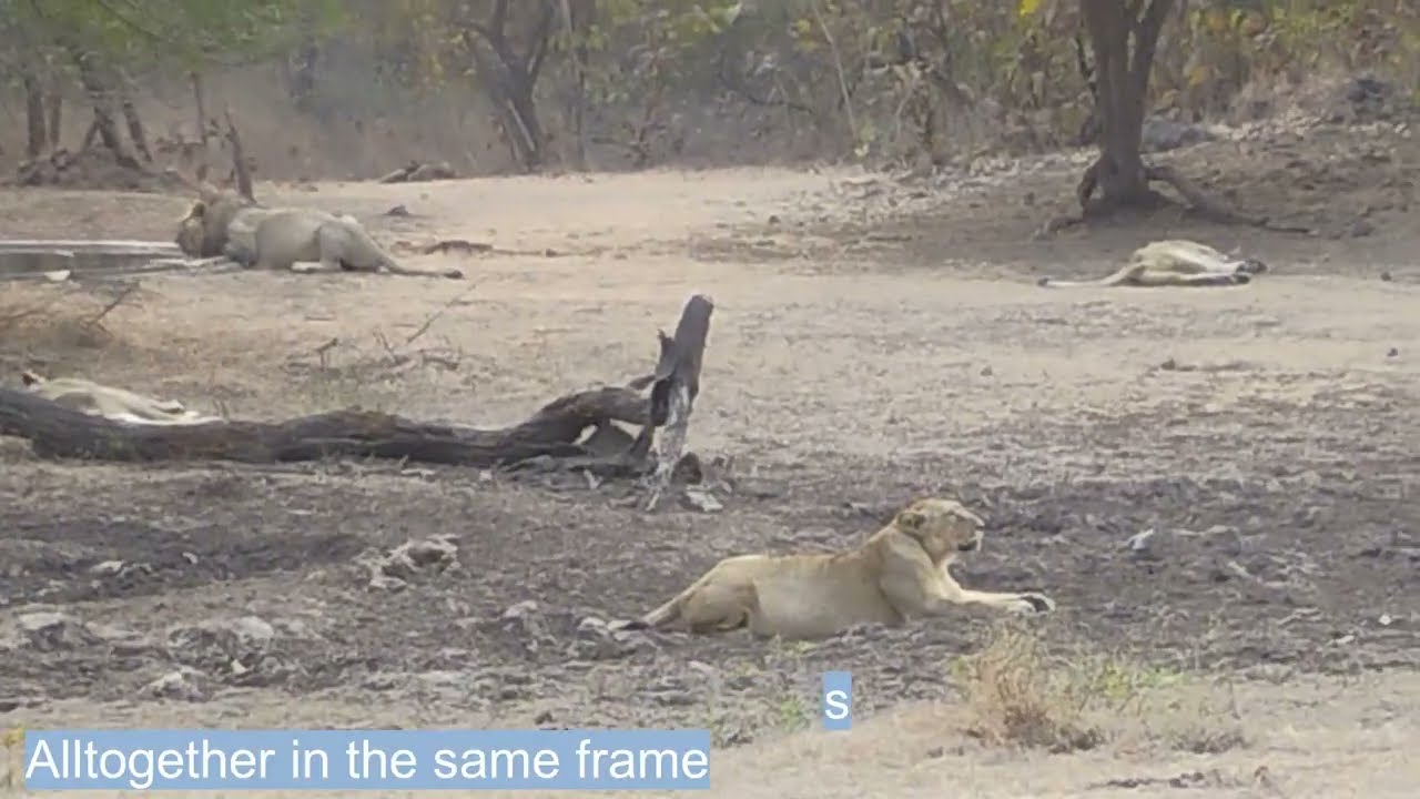 Once-in-a-lifetime Sighting - Asiatic Lions - GIR National Park - Gujarat