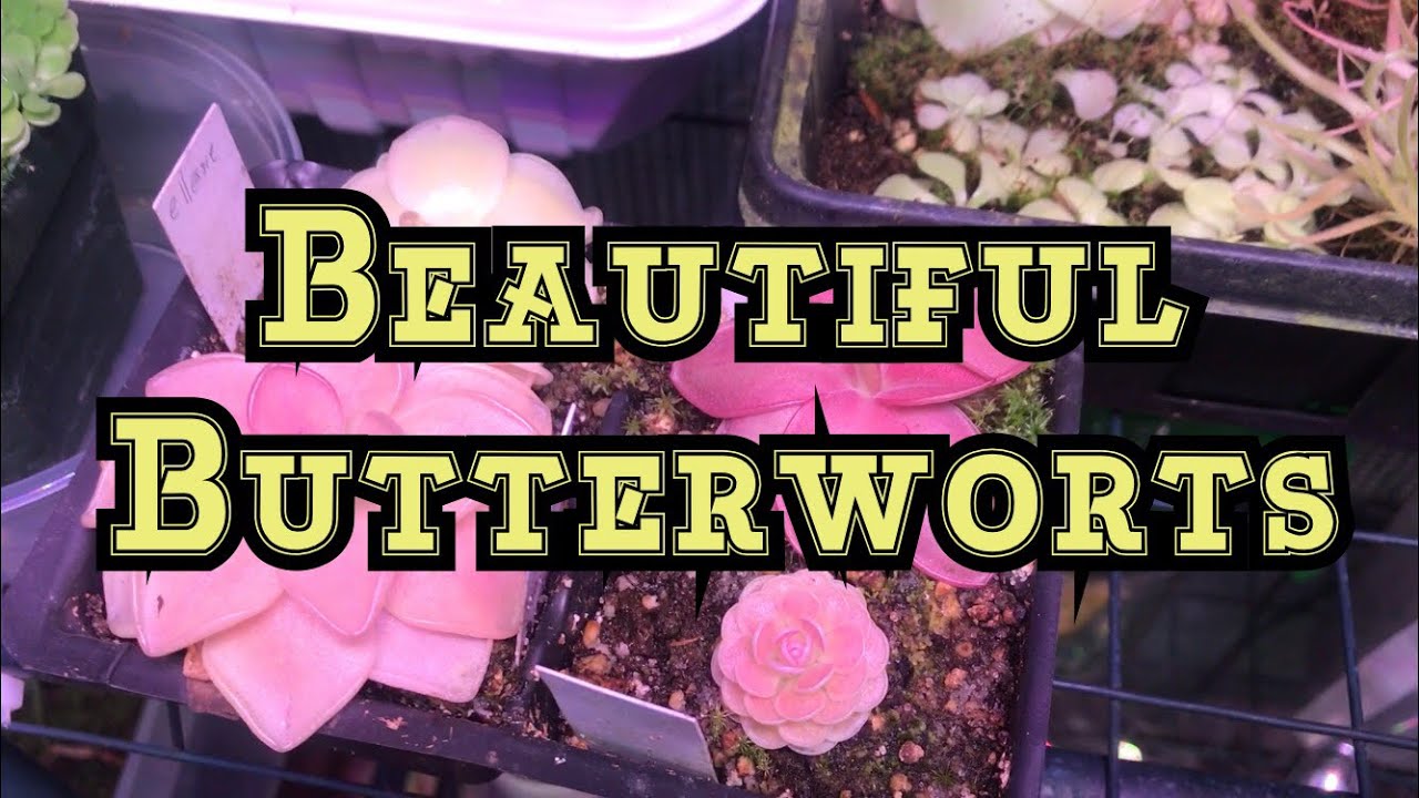 How to Get stunning in your Pingucula Carnivorous Butterworts w/ A MarsHydro LED light