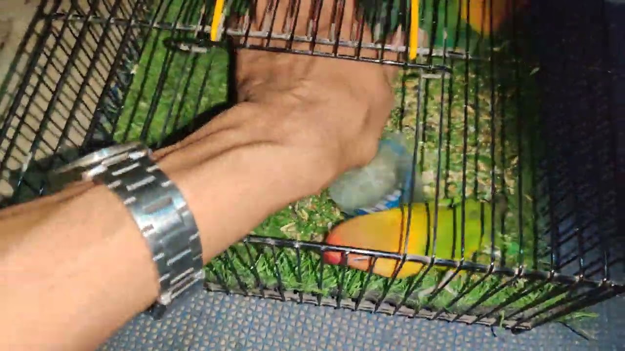 DAY 86🦜26 #ramadan😍 #lovebirds urh gaya😤 @ansarak7747 #birds #parrot #minivlog #foryou #pets #travel