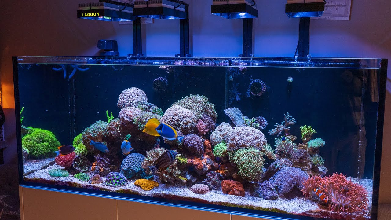 Goodbye Treasure Reef