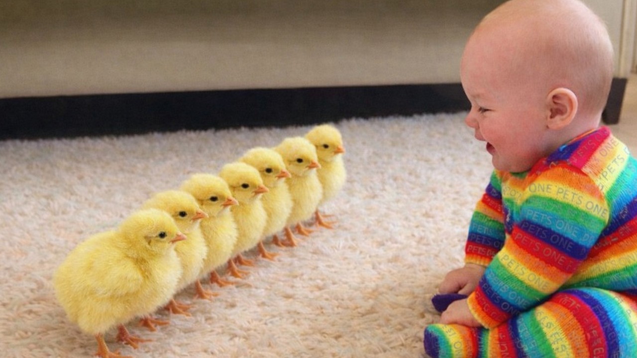 Chickens Are Stealing Babies 😂😂 Chicken videos Laughing Babies