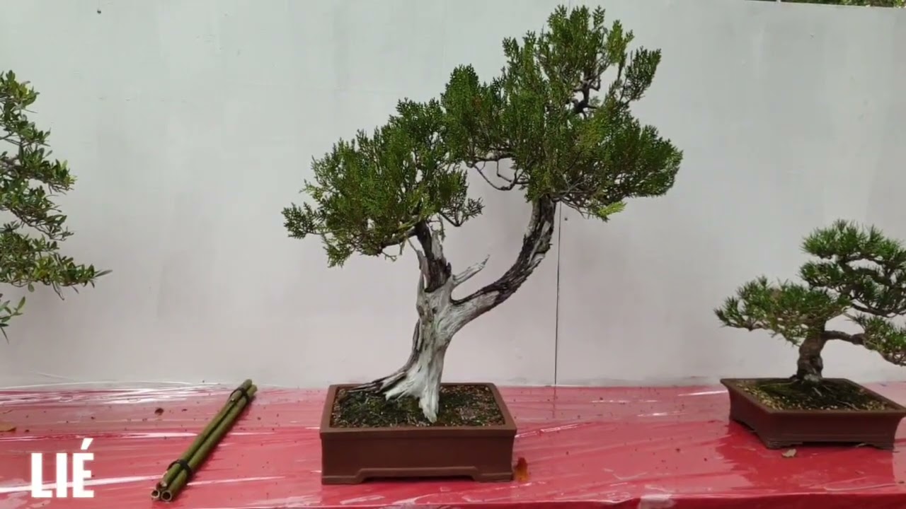 EXPO BONSAI florilege 2022 le tampon (ile de la reunion)