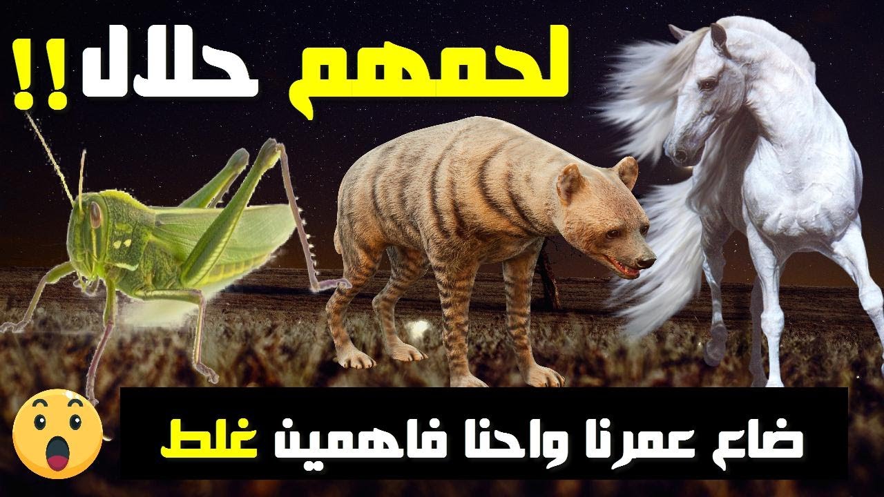 حيوانات لحمها حلال وكثير من الناس يعتقدون أنها حرام/ يجوز أكل لحم الضبع! سبحان الله