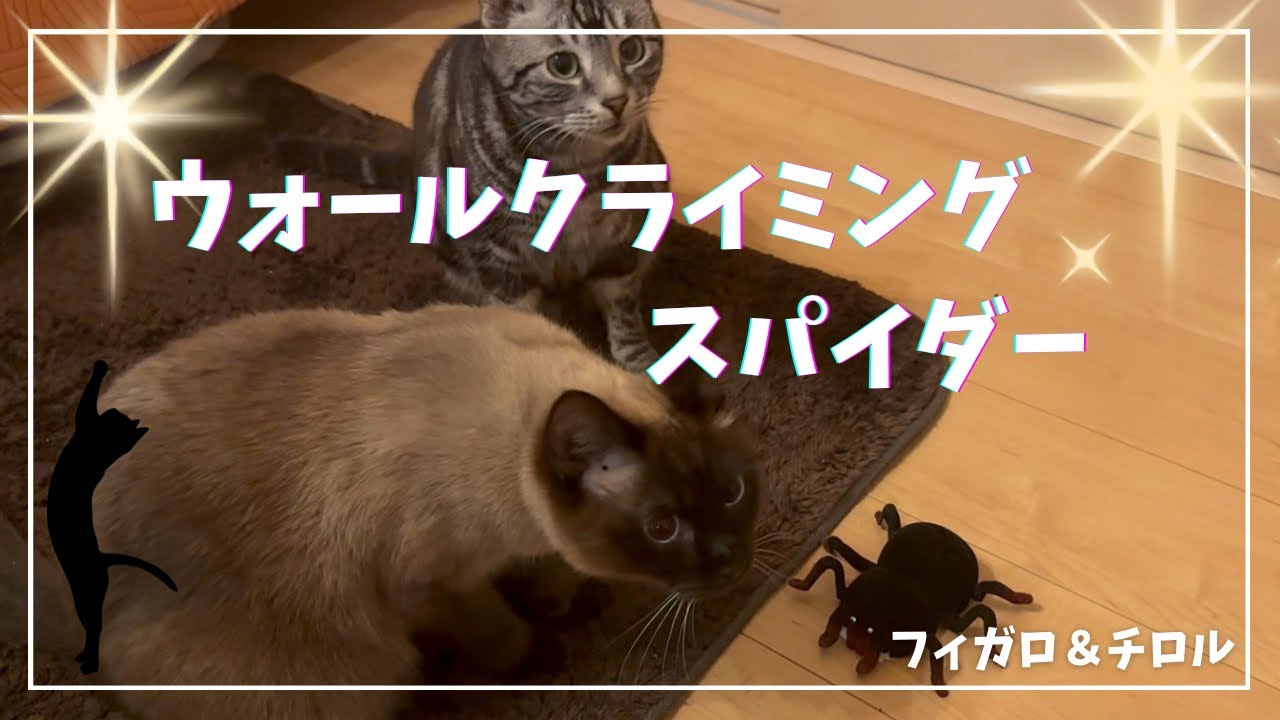 【猫】ウォールクライミングスパイダー🕷️#cat #cats #猫 #ねこ#ネコ#猫動画 #猫好きさんと繋がりたい #動物 #スパイダー#おもちゃ 