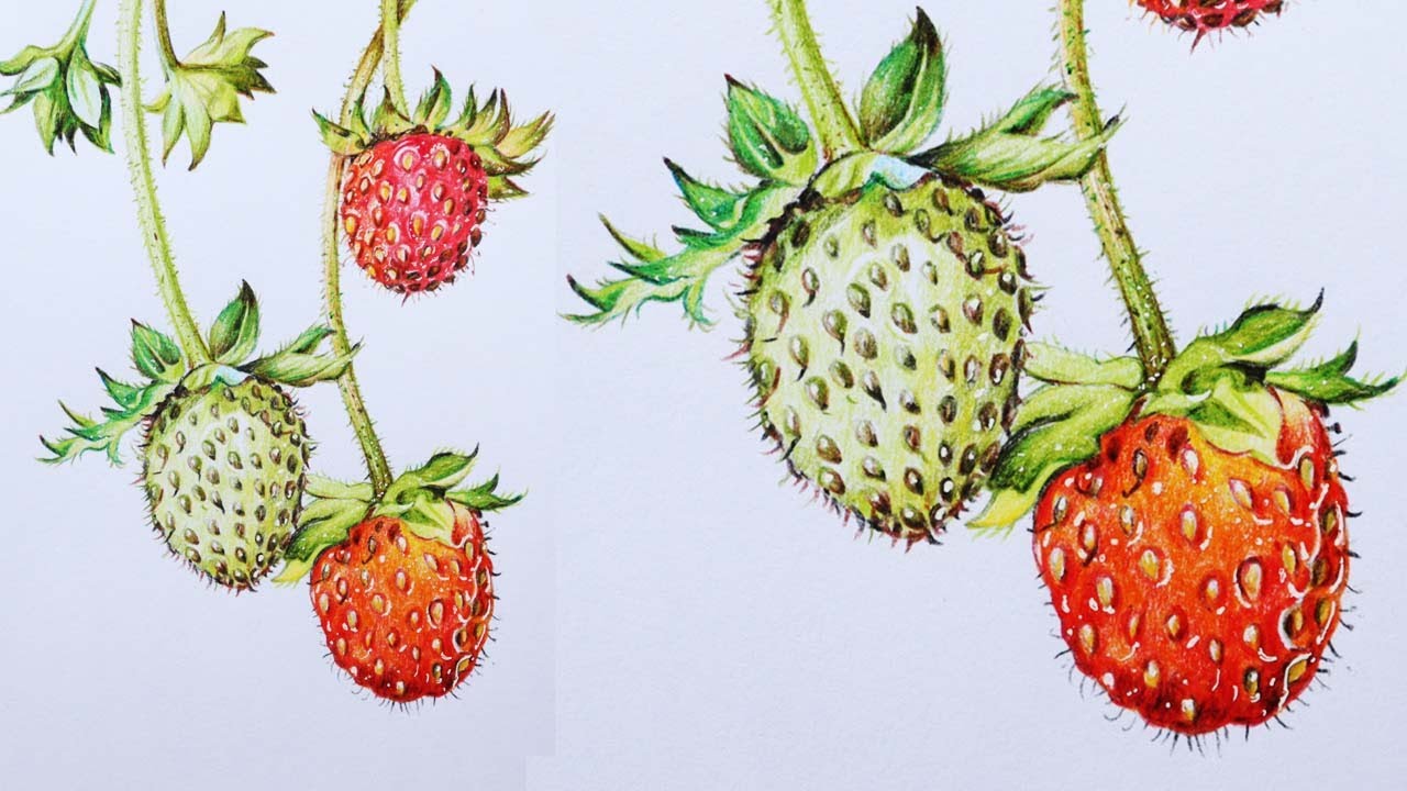 Strawberries Drawing in Color Pencils | Fruit Drawing | How to Draw Strawberries