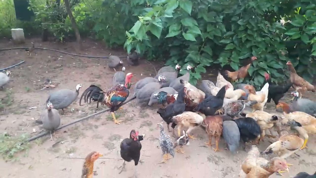 #olha aí a tarde maravilhosa#🐔🐔🐔👏👏