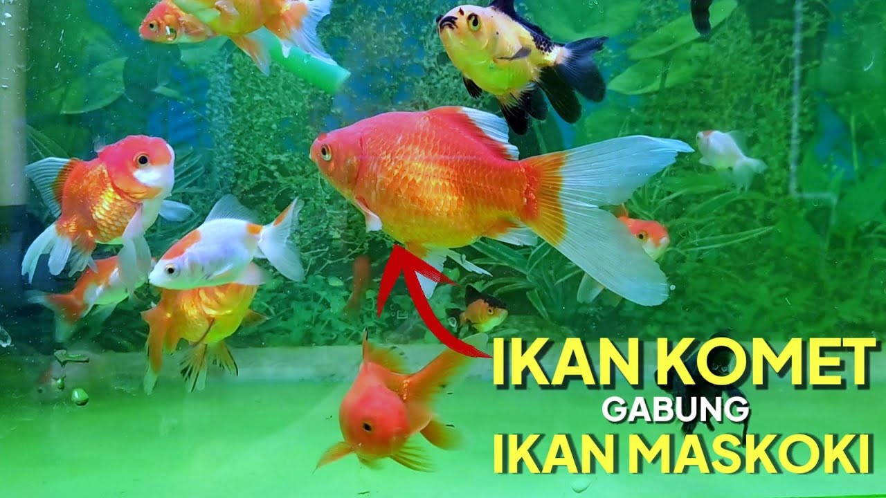 Ikan Maskoki Gabung Ikan Komet Apakah Aman?