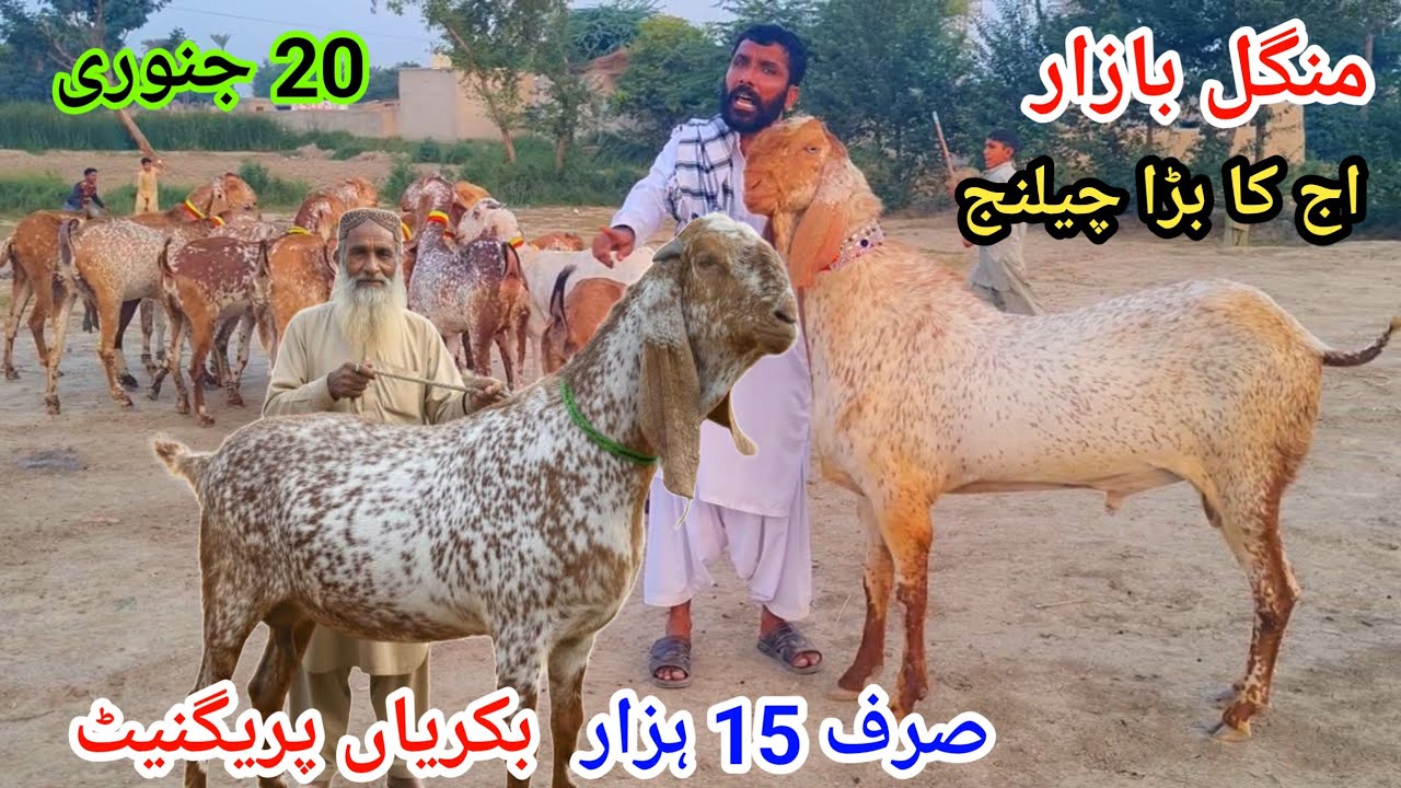 20 January 2026منگل بازار صرف 15 ہزار مکھی چینی بکریاں گبن بکریاں کال نمبر 03127009575