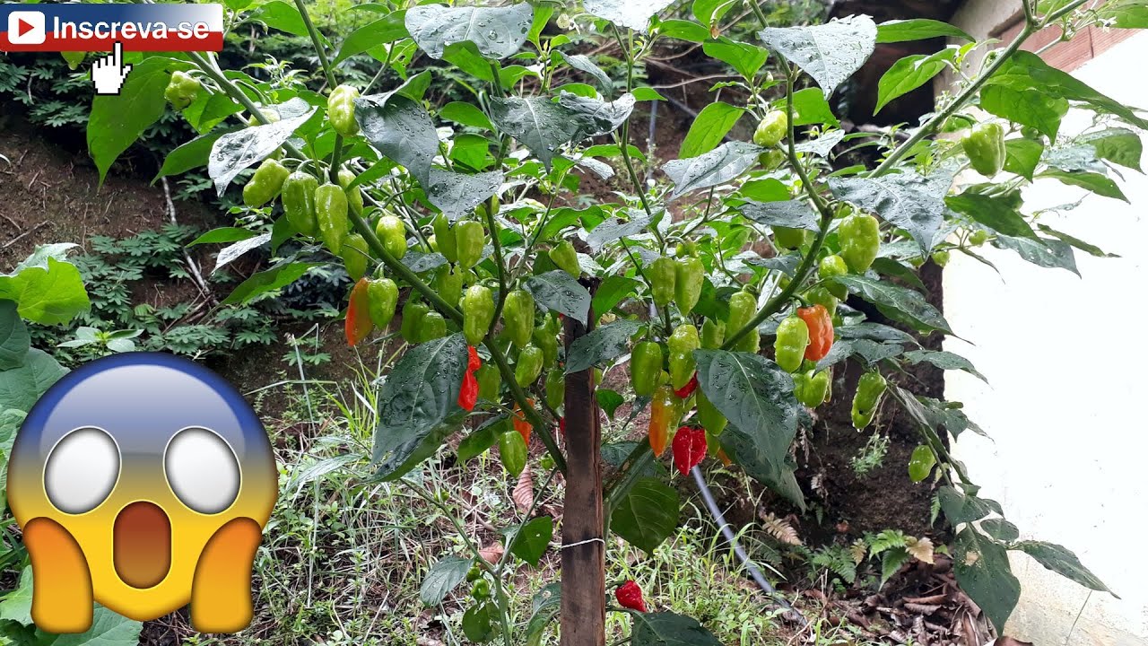 Carolina Reaper. Uma das melhores variedades de pimenta que j&aacute; conheci