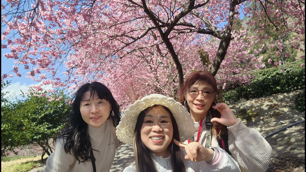 真真精緻旅遊115年2月21.22武陵櫻花季