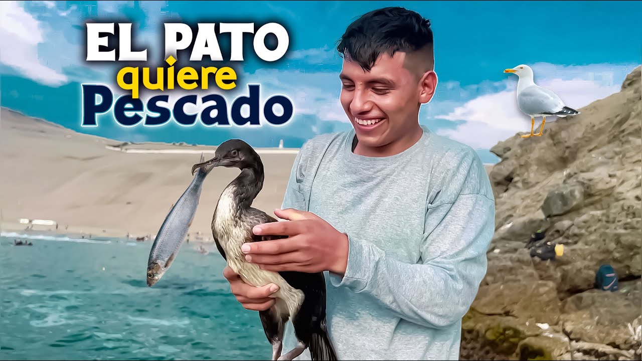 Alimentando al pato marino con el pescado más rico del mar🌊🐟🦆