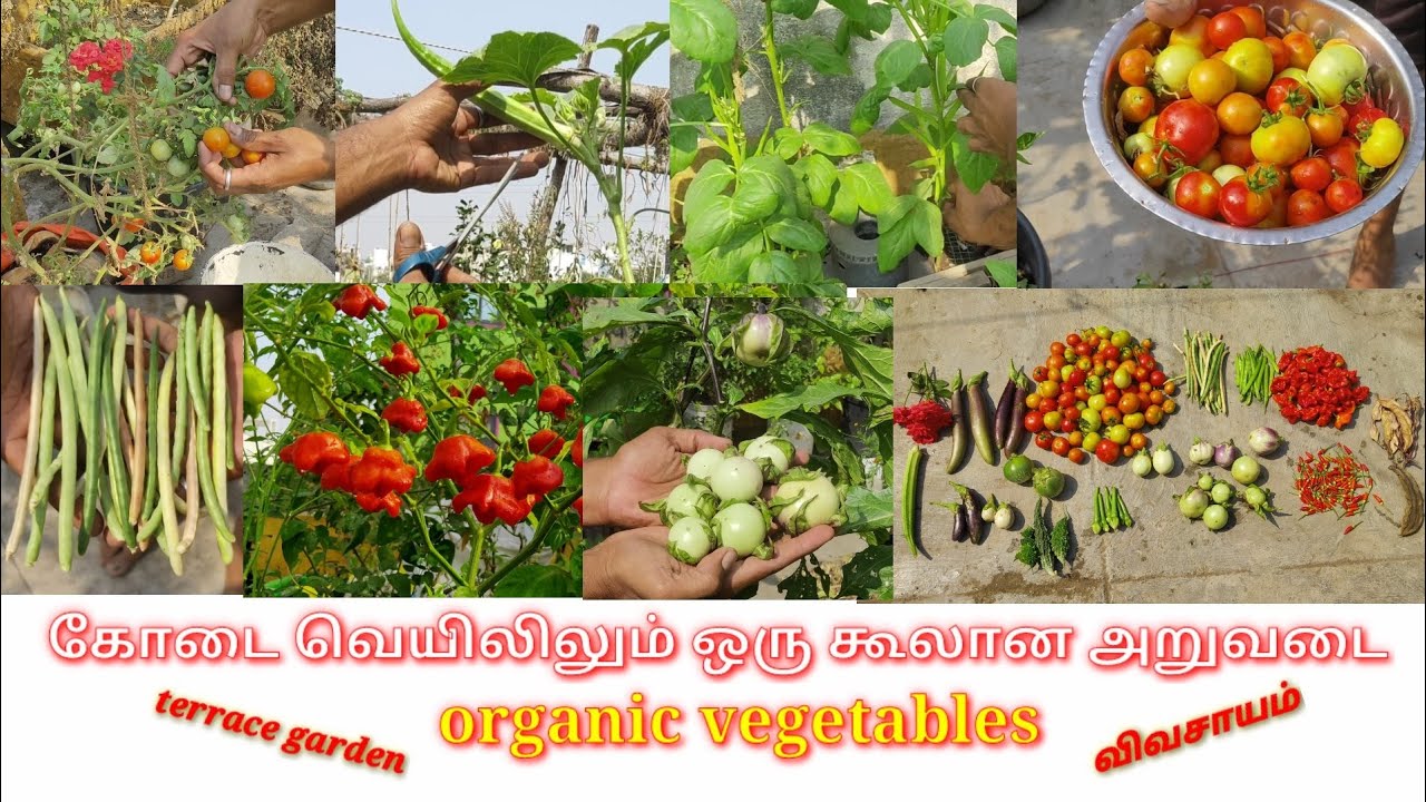 கோடை வெயிலிலும் கூலான அறுவடை. terrace garden organic vegetable harvest #babu organic Garden