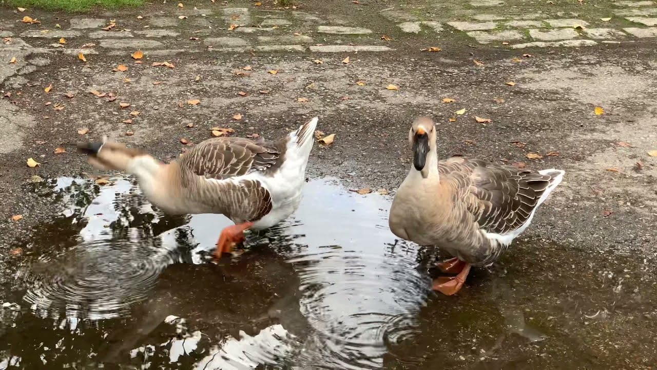 CHARMING FUNNY SOLID FAMILY OF GEESE DRINKS WATER FROM THE PUD AND RETURNS HOME
