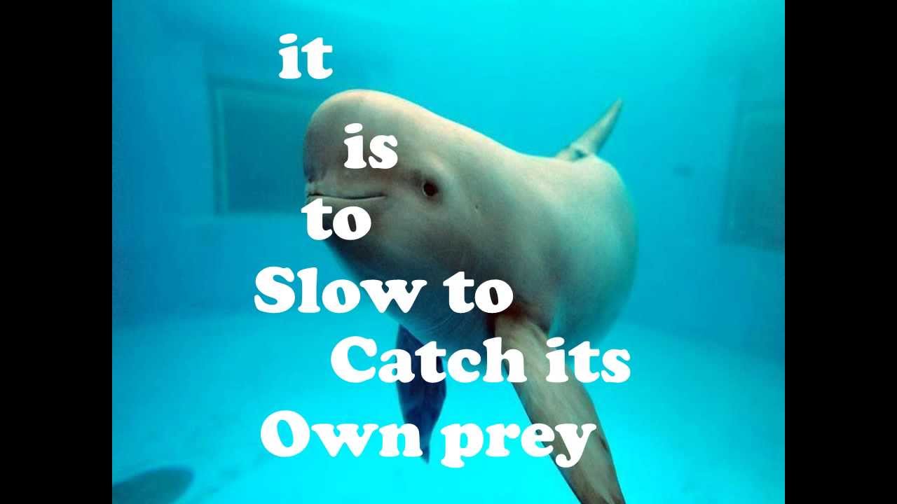 The Irrawaddy dolphins amazing adaptation