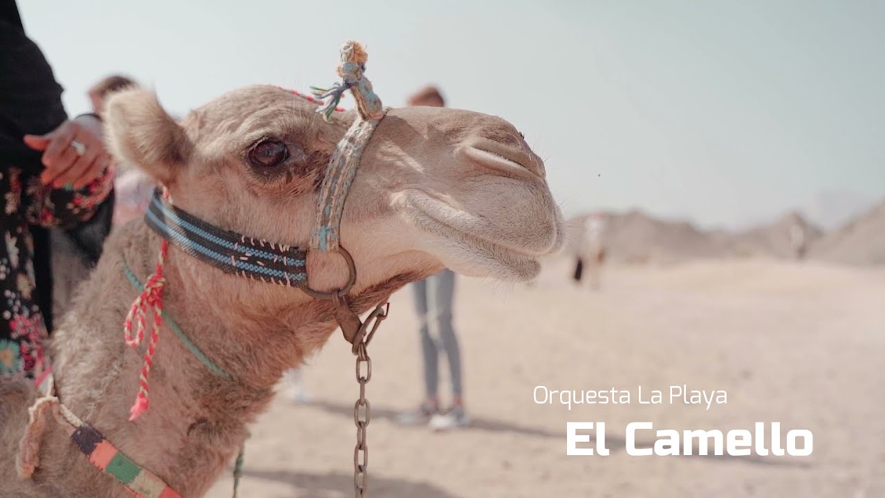 El Camello - Orquesta La Playa
