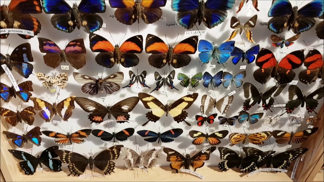 120. International Insect Fair and Expo - Frankfurt (Main)