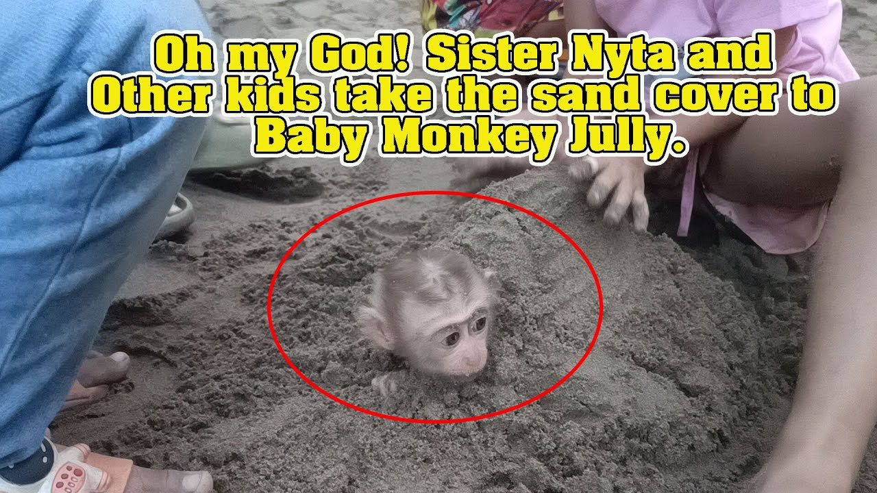 Sister takes sand cover to Baby Monkey Jully like a turtle