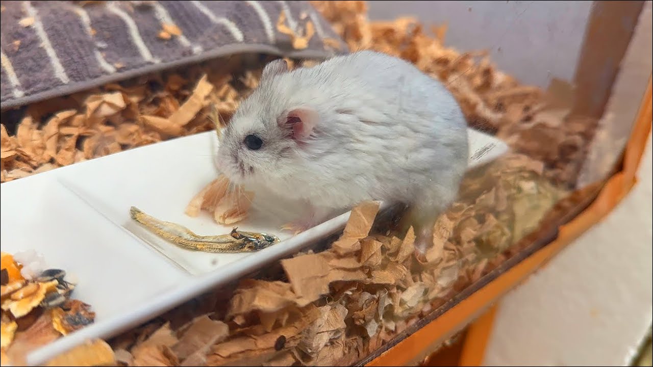 【ハムスター】煮干しの頭に噛みつくジャンガリアンハムスター【4K】Djungarian hamster biting into the head of a dried sardine