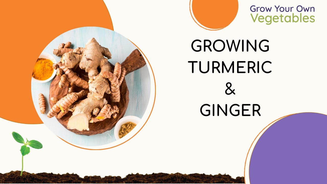 Growing Turmeric and Ginger